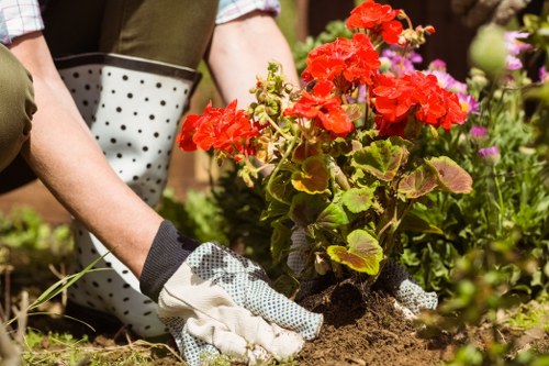 The image shows a person engaged in gardening work in a well-maintained outdoor garden space, planting or tending to a vibrant red geranium plant with green leaves. The gardener is wearing gardening gloves and is using their hands to firmly grasp the soil around the base of the plant. The surrounding area features a mixture of flowering plants, foliage, and soil, with other garden plants in the background, including purple and pink flowers, as well as green shrubs. The garden appears to be in natural daylight, suggesting good weather conditions suitable for outdoor gardening in Crouch End. The scene reflects typical gardening activities that a professional gardening service, such as Lawn Mowing Crouch End, might provide, emphasizing plant care and landscape maintenance in a residential outdoor environment.